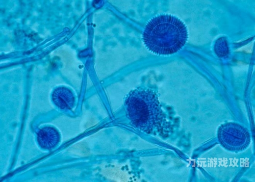 如何判断是阴囊湿疹还是股癣如何判断是阴囊湿疹还是股癣？一文教你轻松辨别
