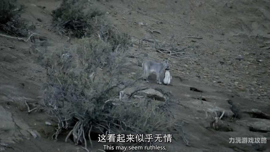 欧美91精品影视网，探索经典与现代的交融之美99 lives - cats in history, legend and literature