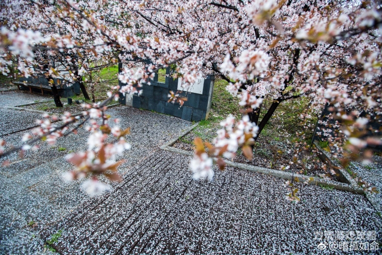 春雨，电影的诗意与现实交织春雨电影大全免费观看在线播放樱花动漫