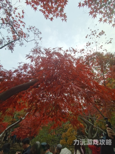 秋霞无码鲁丝拍拍片天堂网秋霞无码鲁丝拍拍片天堂网，引领潮流，探索影像世界